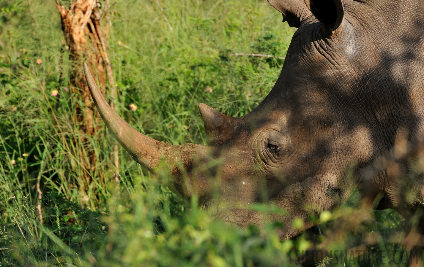 Ceratotherium simum simum [550 mm, 1/1000 sec at f / 8.0, ISO 1600]